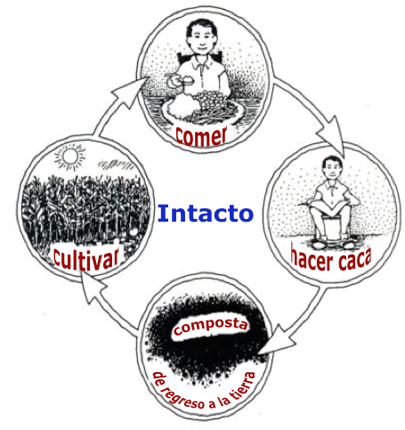 ciclo intacto